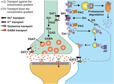 Corrigendum: Protein Kinase C Phosphorylates the System N Glutamine Transporter SN1 (Slc38a3) and Regulates Its Membrane Trafficking and Degradation